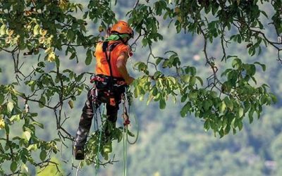 Arnés de seguridad – Poda en altura